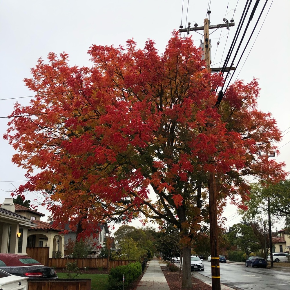 Meet your Posher, Yanqing